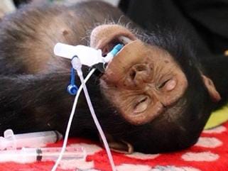 Prise en charge Petit Singe
